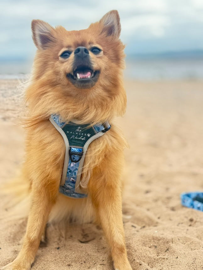 Seashell Symphony Y-Flex Pro ™ harness