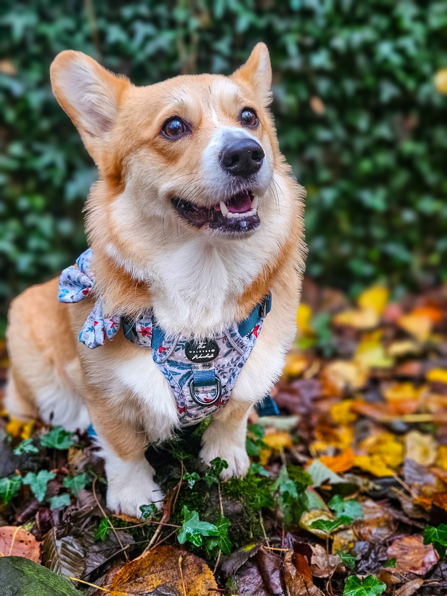 Poinsettia Woods Tough Trekker plushcore Harness