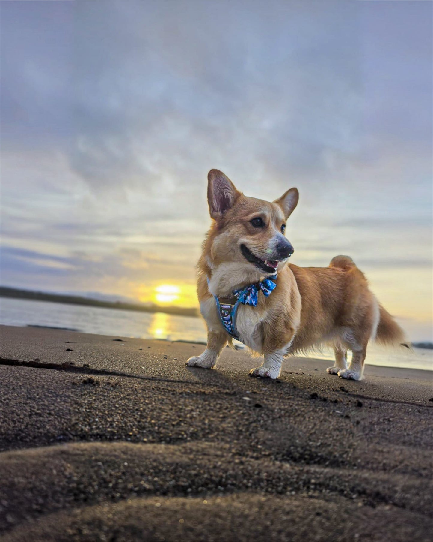 Frosted Peaks Y-Flex Pro harness