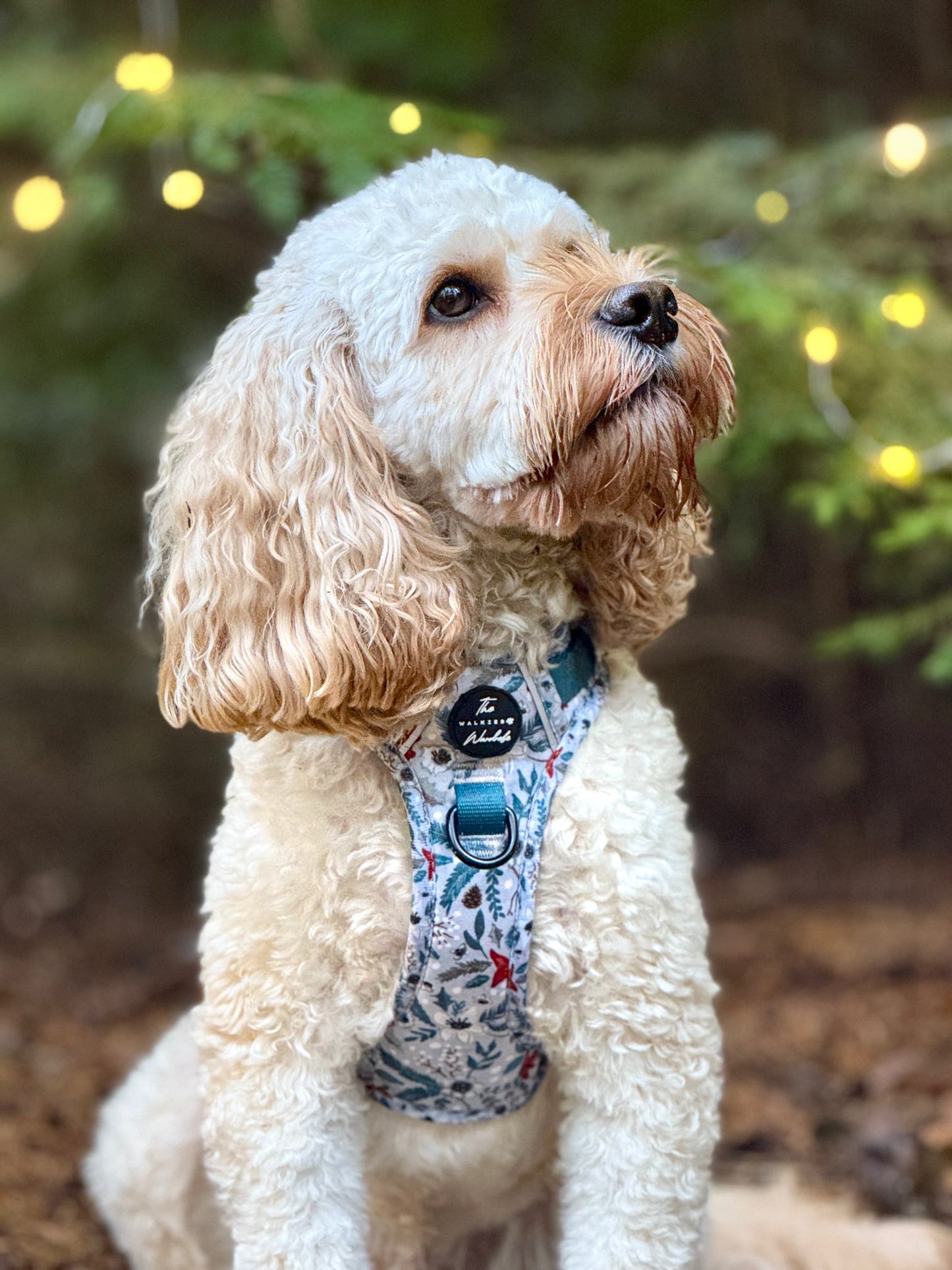 Poinsettia Woods Tough Trekker plushcore Harness