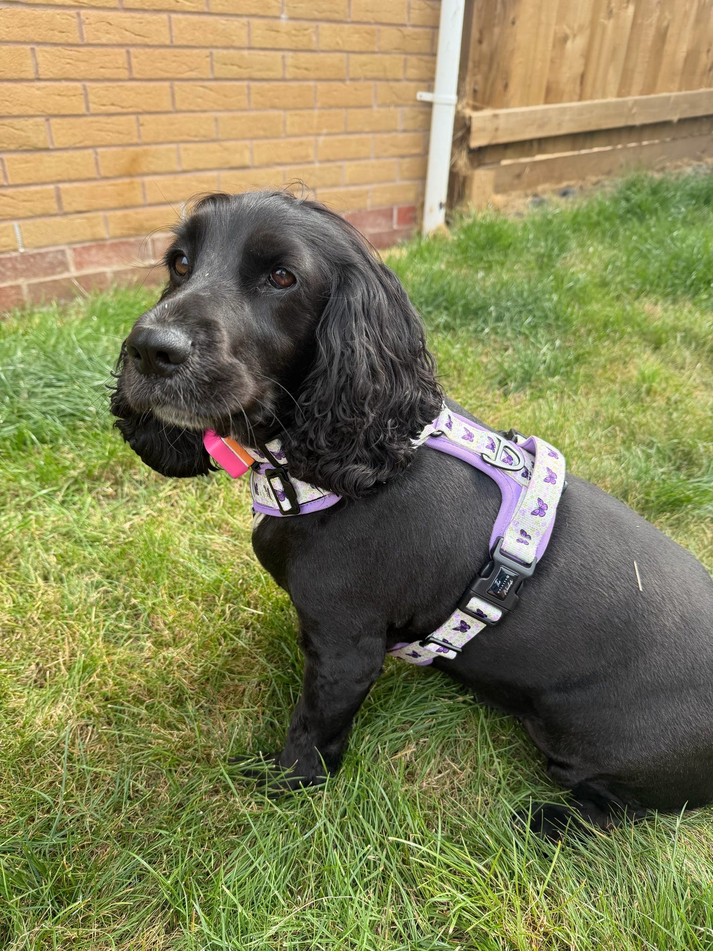 Y-Flex Pro harness- Beautiful Becoming