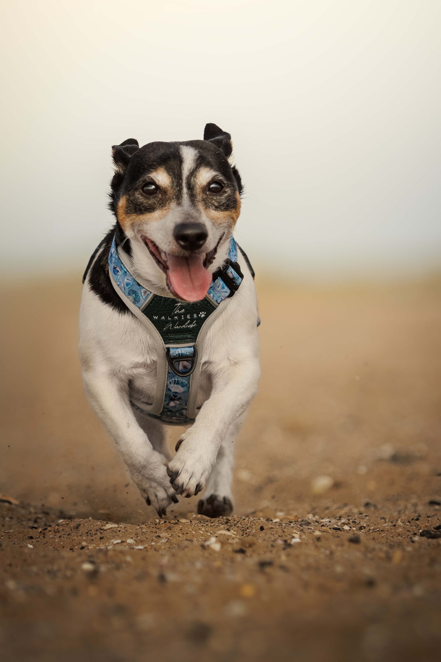 Seashell Symphony Y-Flex Pro ™ harness