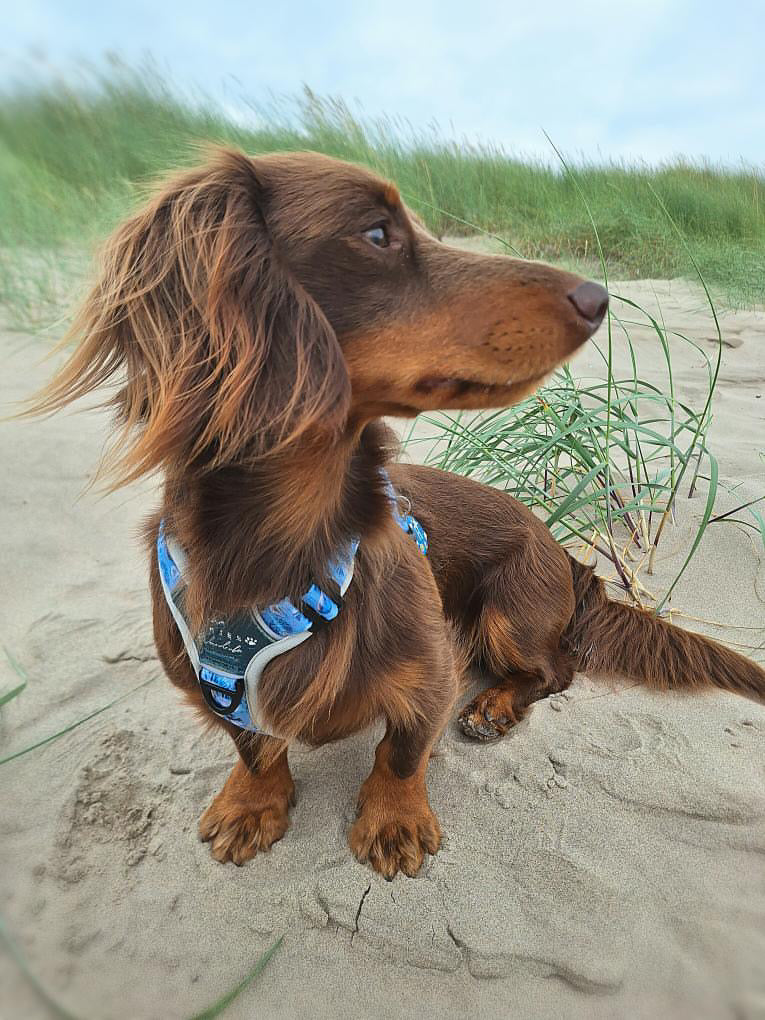 Seashell Symphony Y-Flex Pro ™ harness