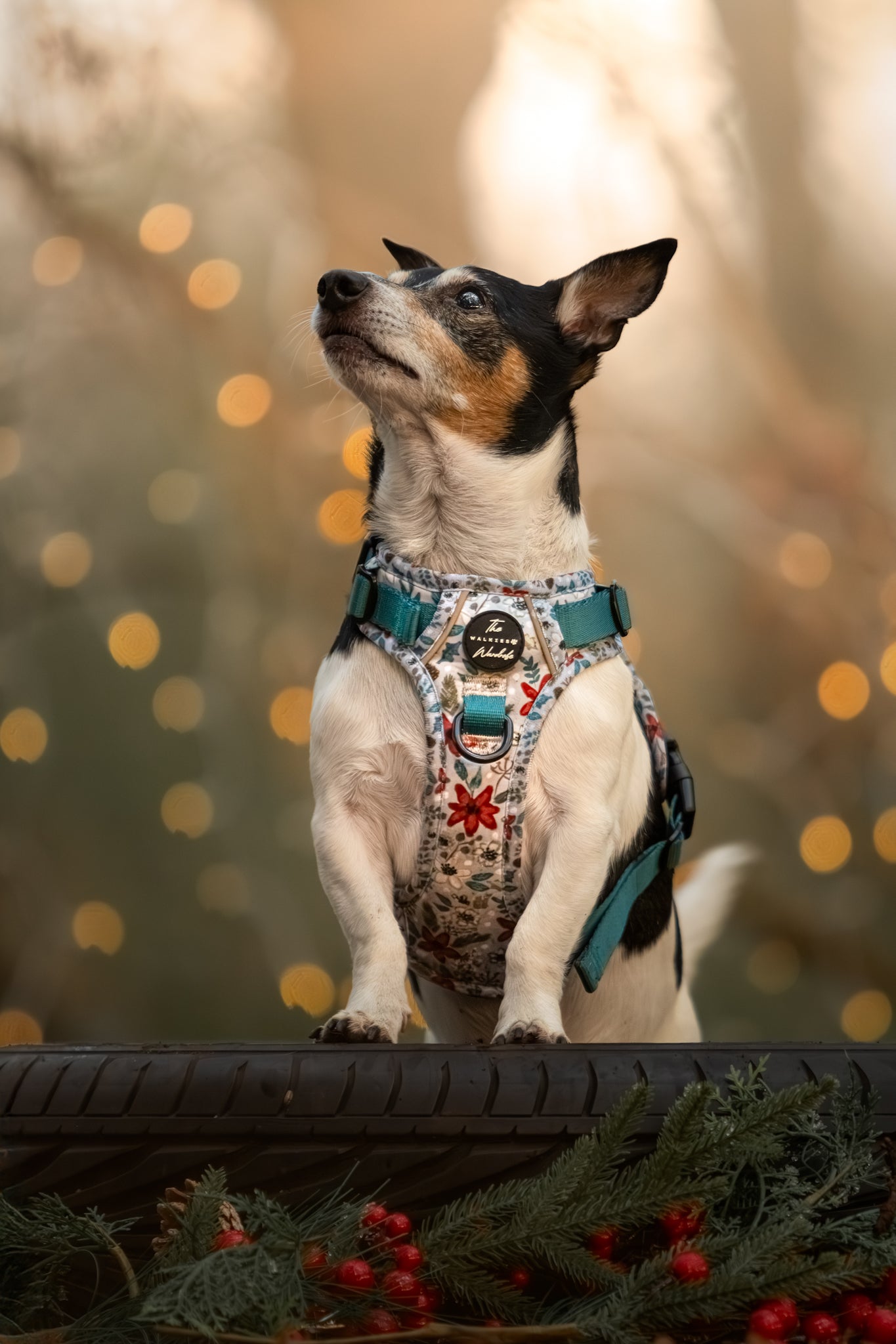 Poinsettia Woods Tough Trekker plushcore Harness