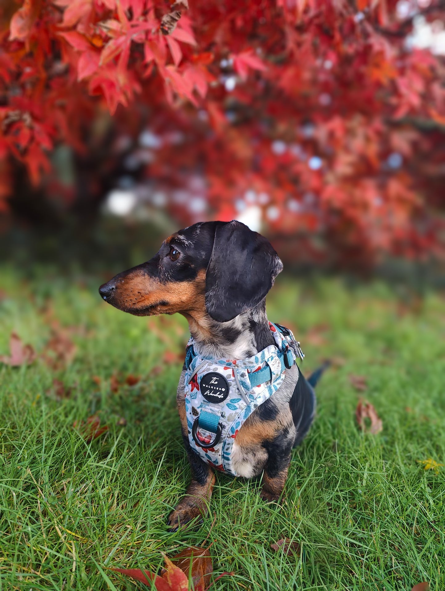 Poinsettia Woods Tough Trekker plushcore Harness