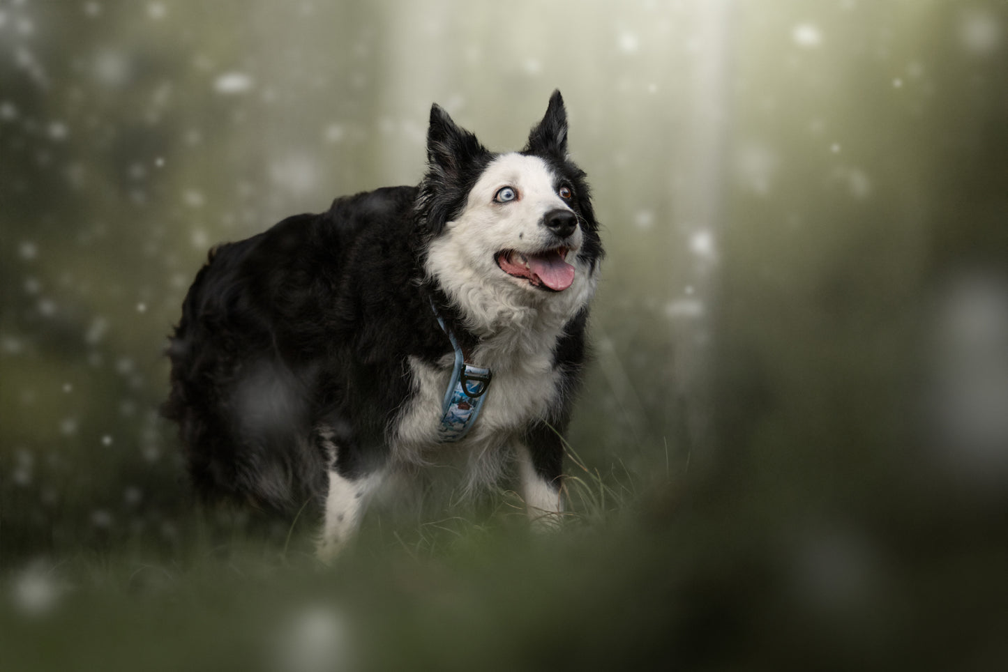 Frosted Peaks Y-Flex Pro harness