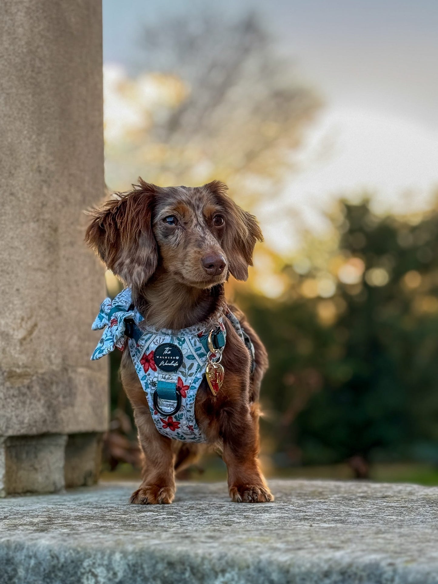 Poinsettia Woods Tough Trekker plushcore Harness
