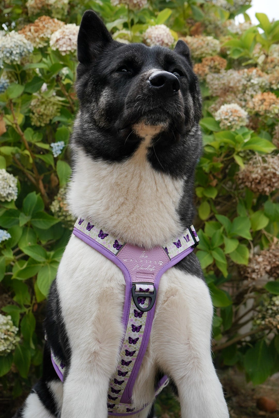 Y-Flex Pro harness- Beautiful Becoming