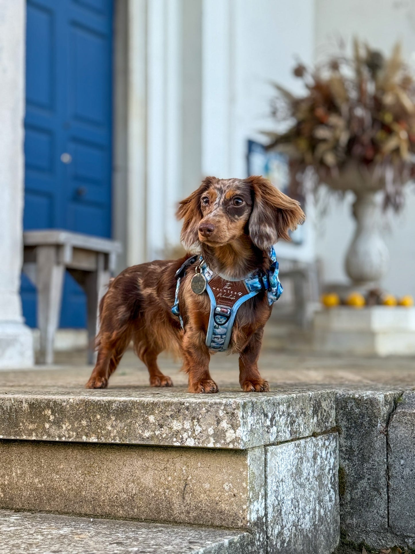 Frosted Peaks Y-Flex Pro harness