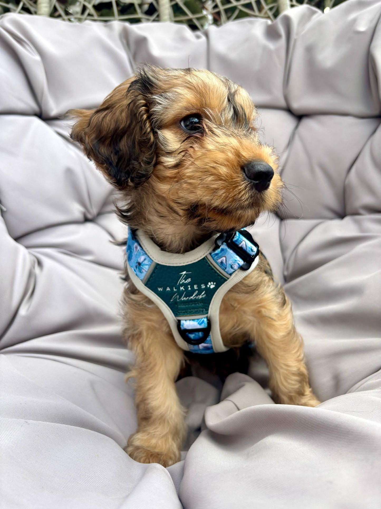 Seashell Symphony Y-Flex Pro ™ harness