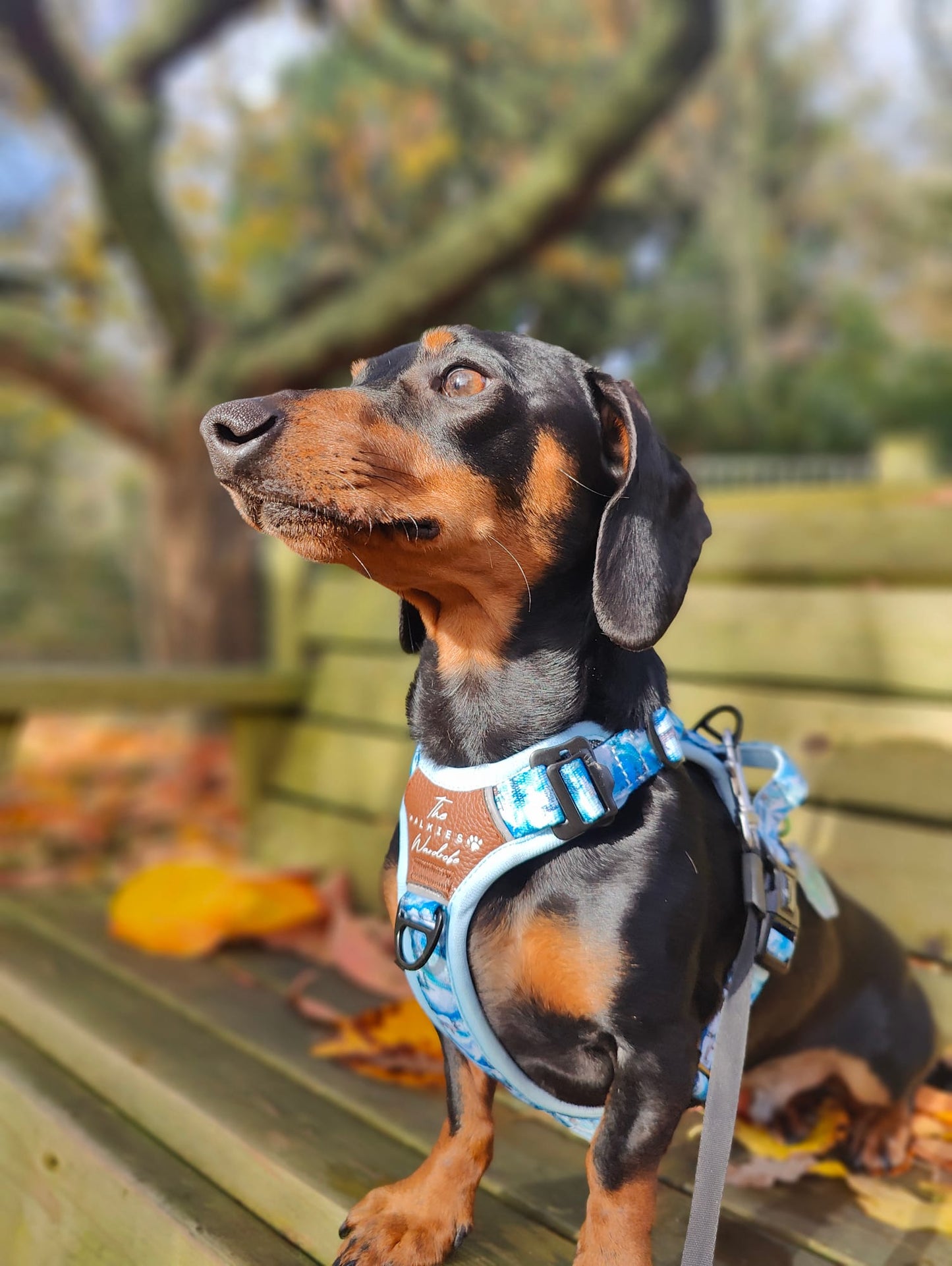 Frosted Peaks Y-Flex Pro harness