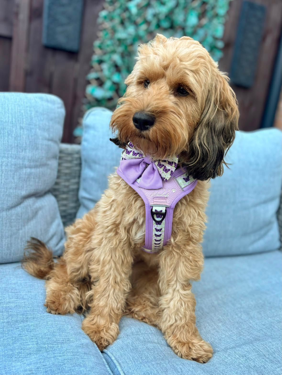 Y-Flex Pro harness- Beautiful Becoming