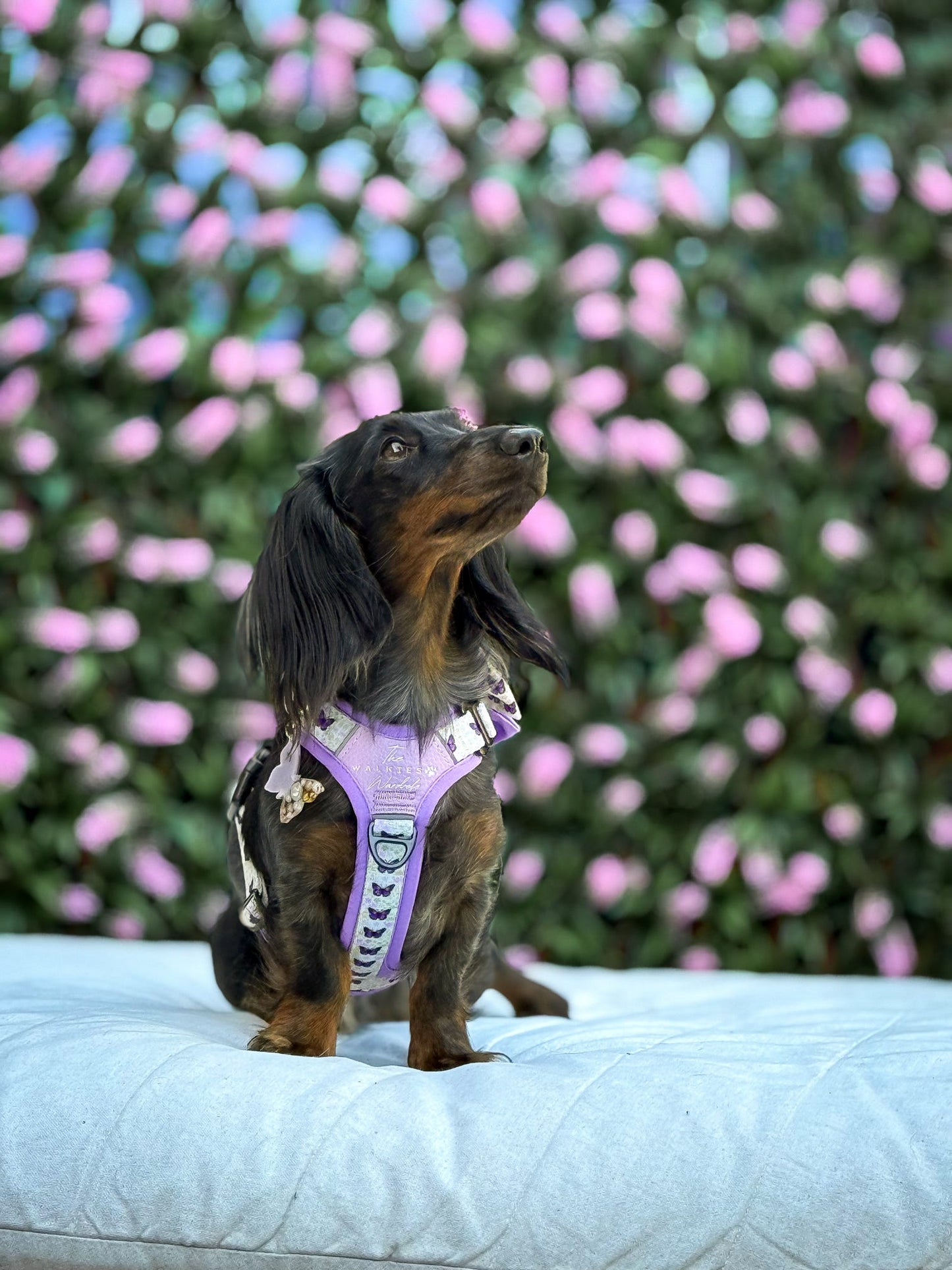 Y-Flex Pro harness- Beautiful Becoming
