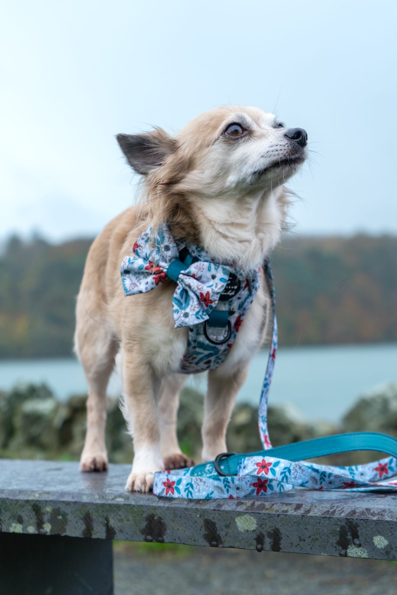 Bow- Poinsettia Wood