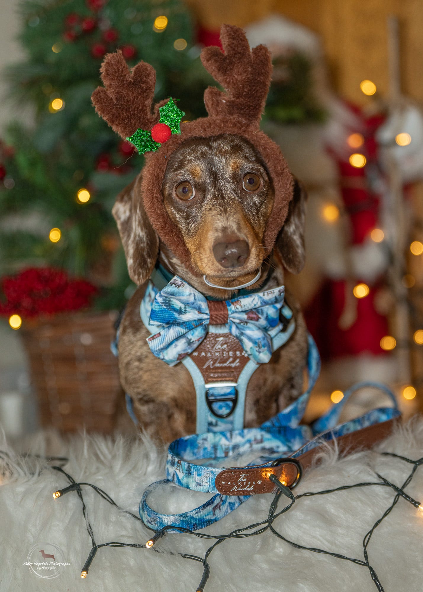 Frosted Peaks Y-Flex Pro harness