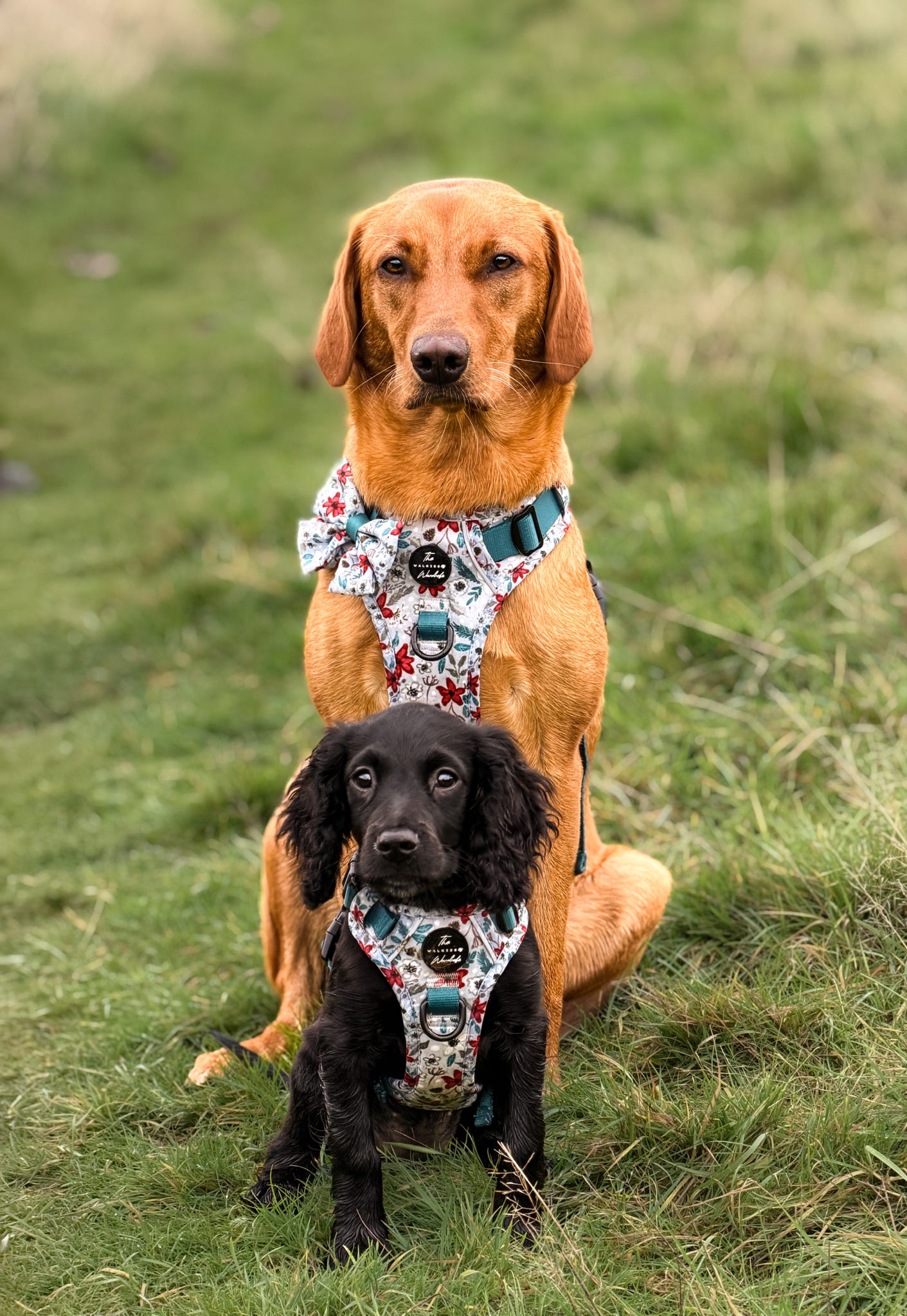 Poinsettia Woods Tough Trekker plushcore Harness