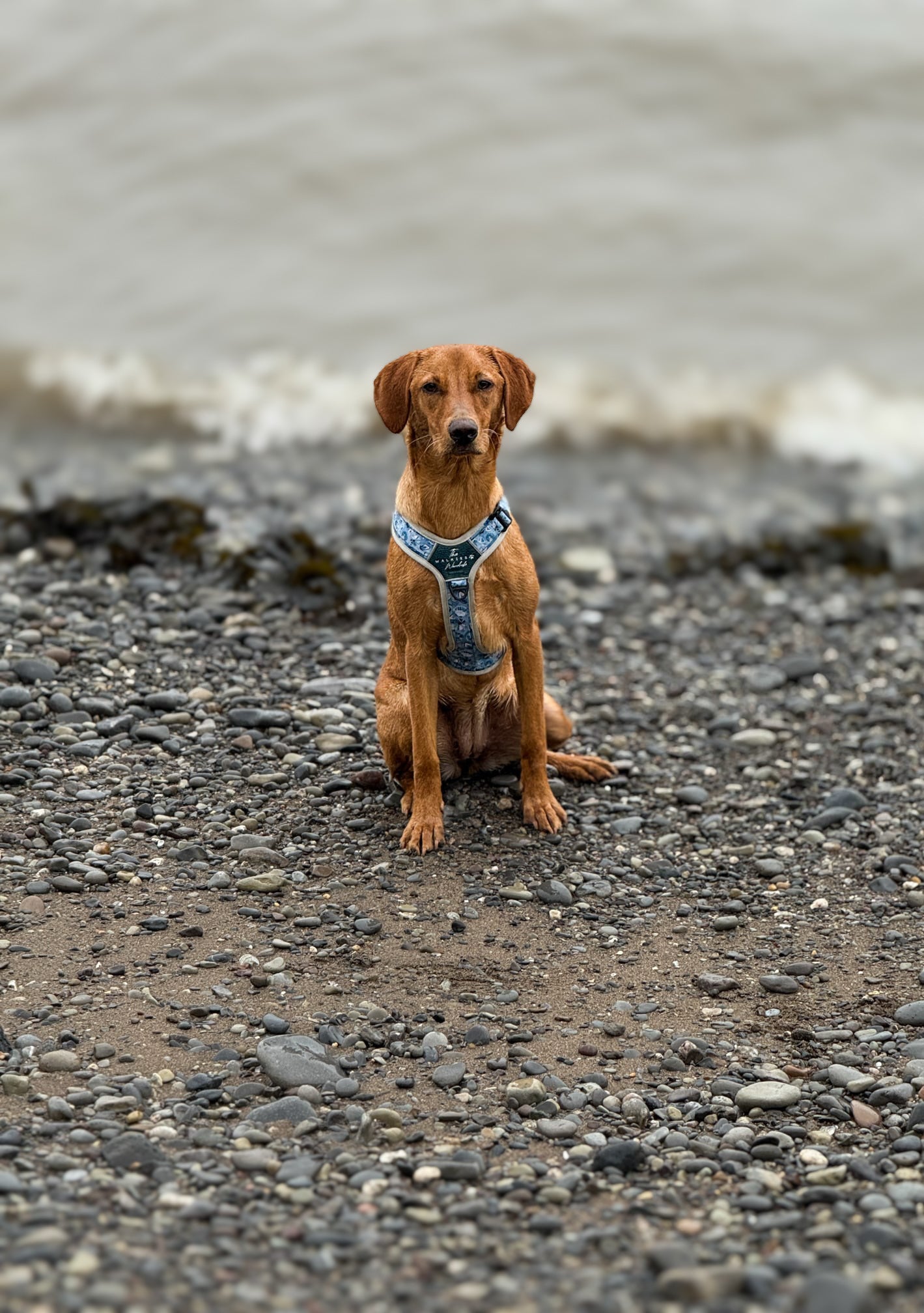 Seashell Symphony Y-Flex Pro ™ harness