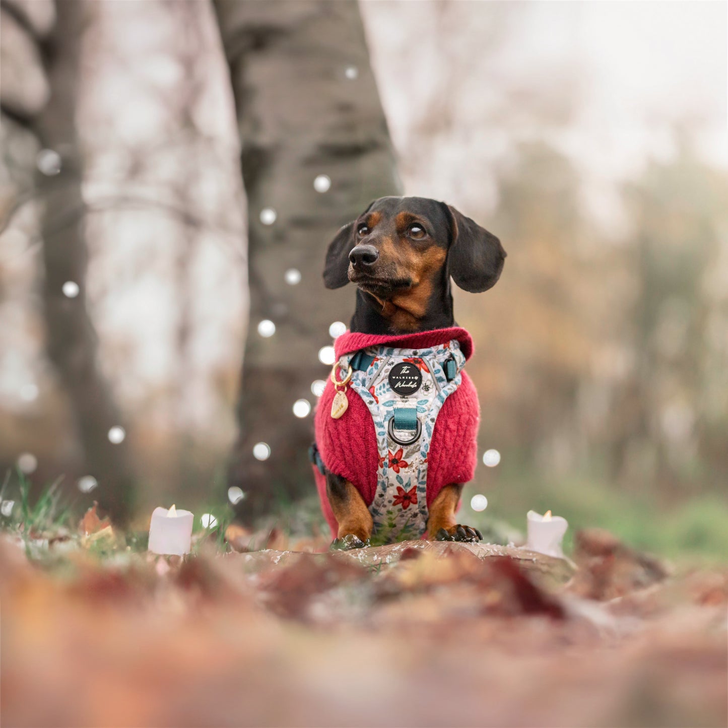 Poinsettia Woods Tough Trekker plushcore Harness