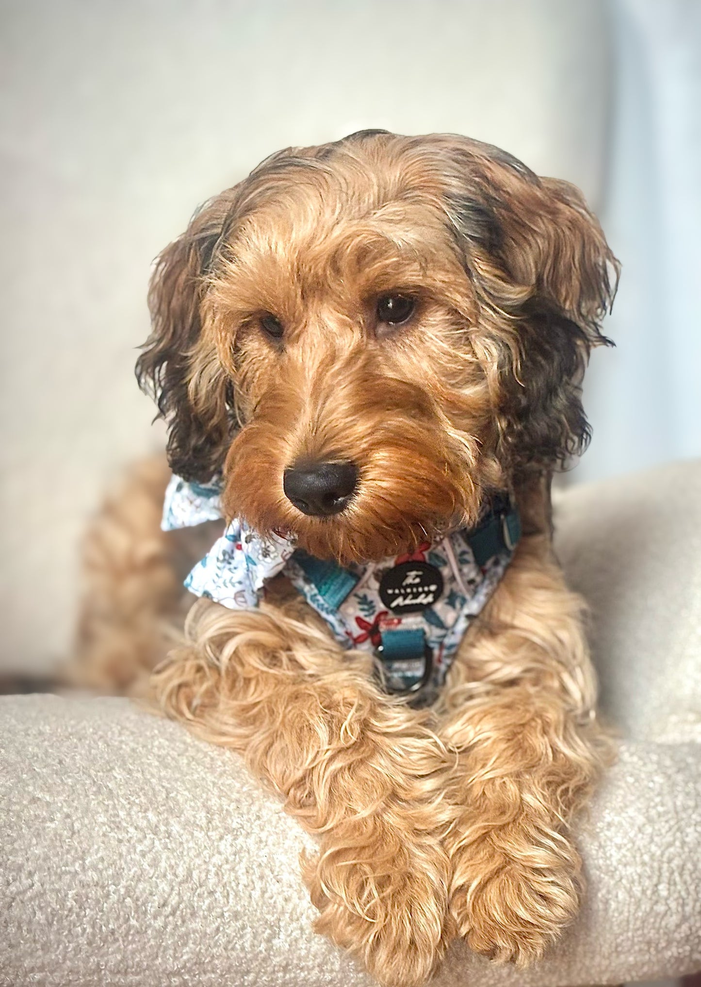 Poinsettia Woods Tough Trekker plushcore Harness