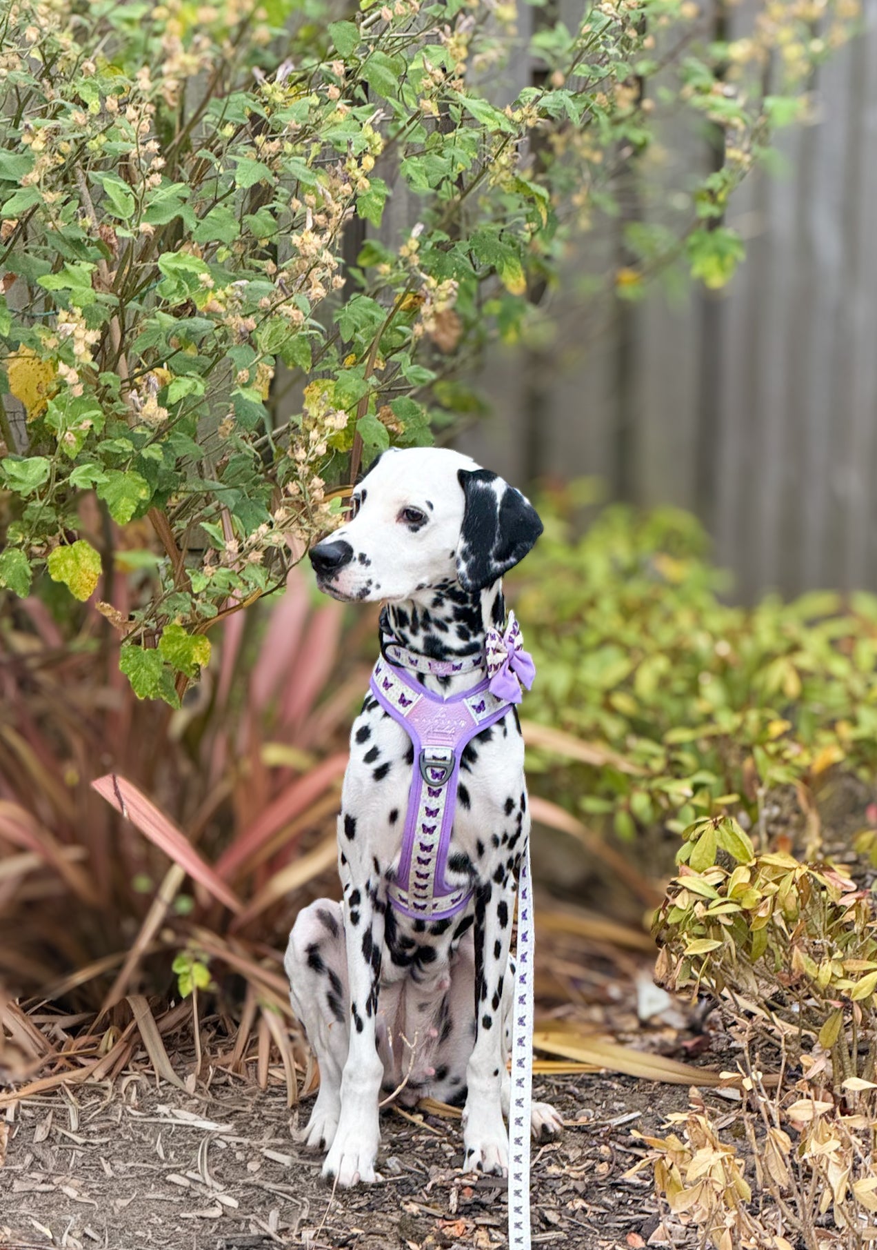 Y-Flex Pro harness- Beautiful Becoming