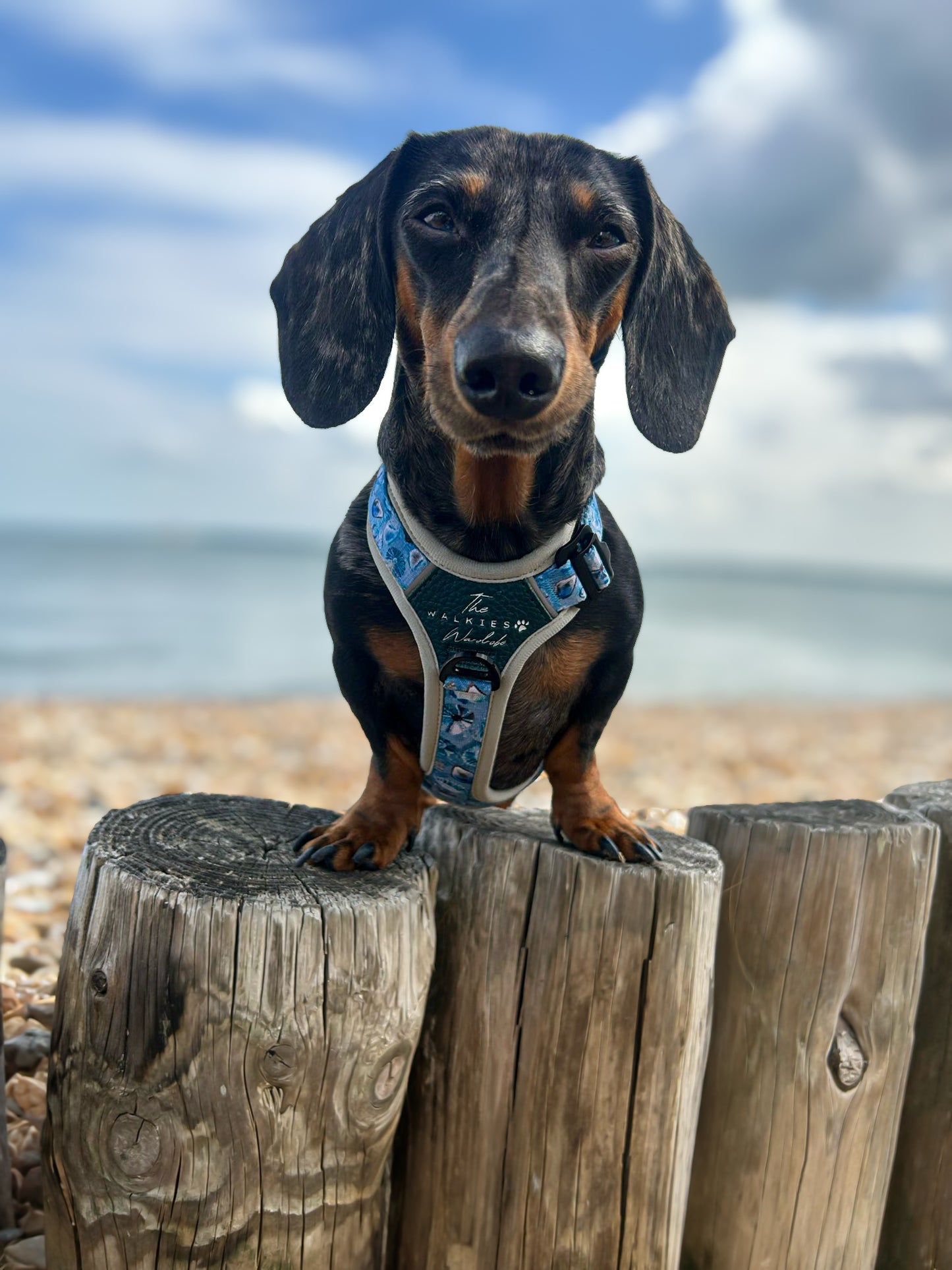Seashell Symphony Y-Flex Pro ™ harness