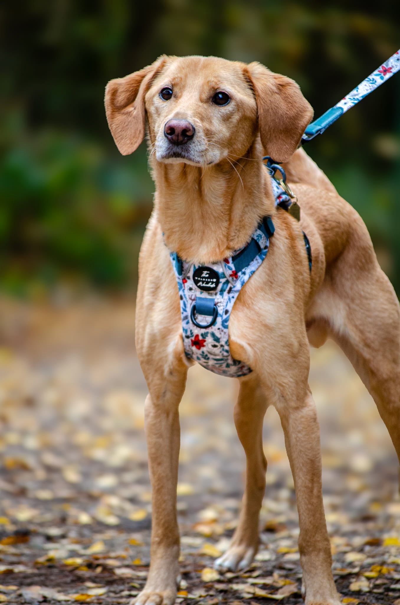 Poinsettia Woods Tough Trekker plushcore Harness