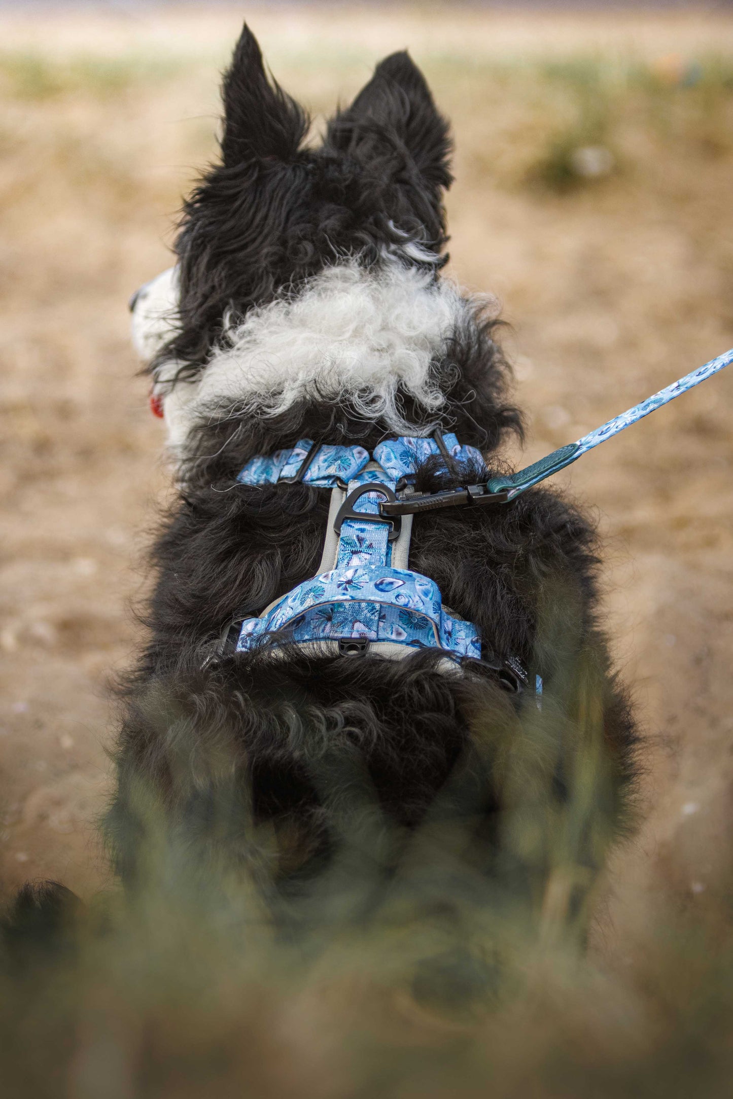Seashell Symphony Y-Flex Pro ™ harness