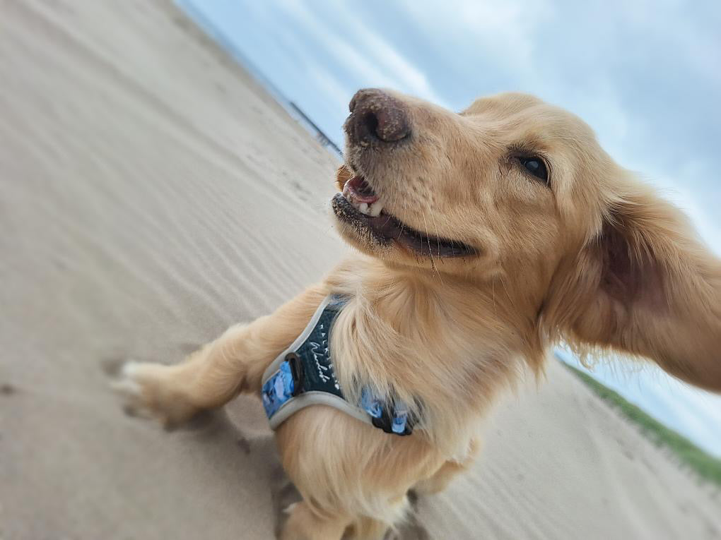 Seashell Symphony Y-Flex Pro ™ harness
