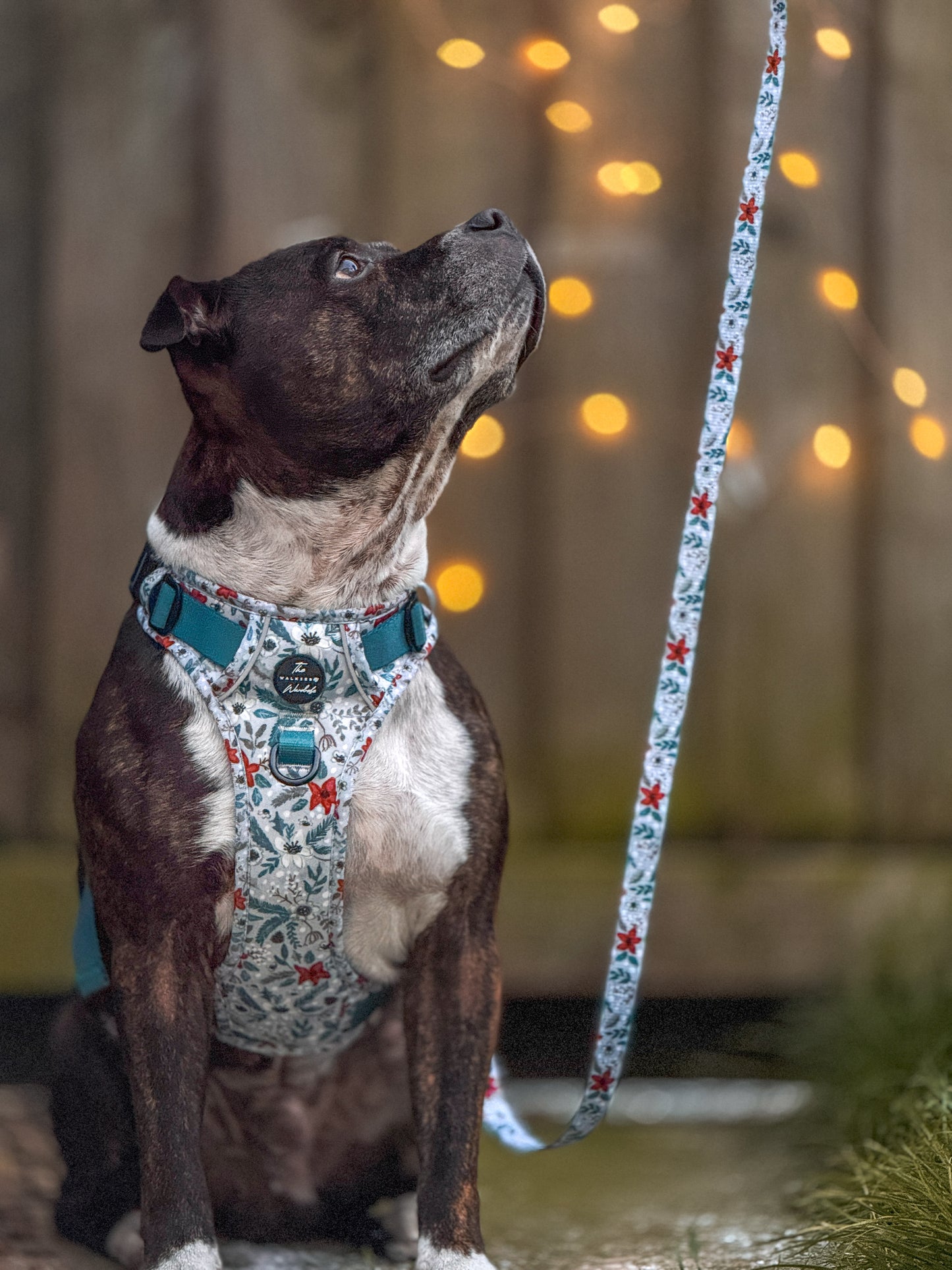 Poinsettia Woods Tough Trekker plushcore Harness