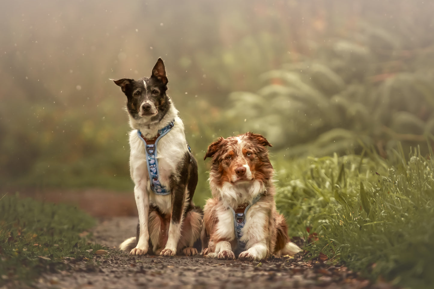 Frosted Peaks Y-Flex Pro harness