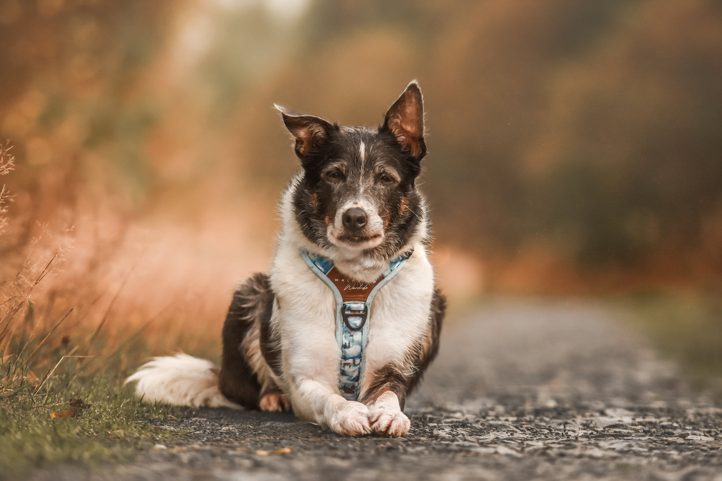 Frosted Peaks Y-Flex Pro harness
