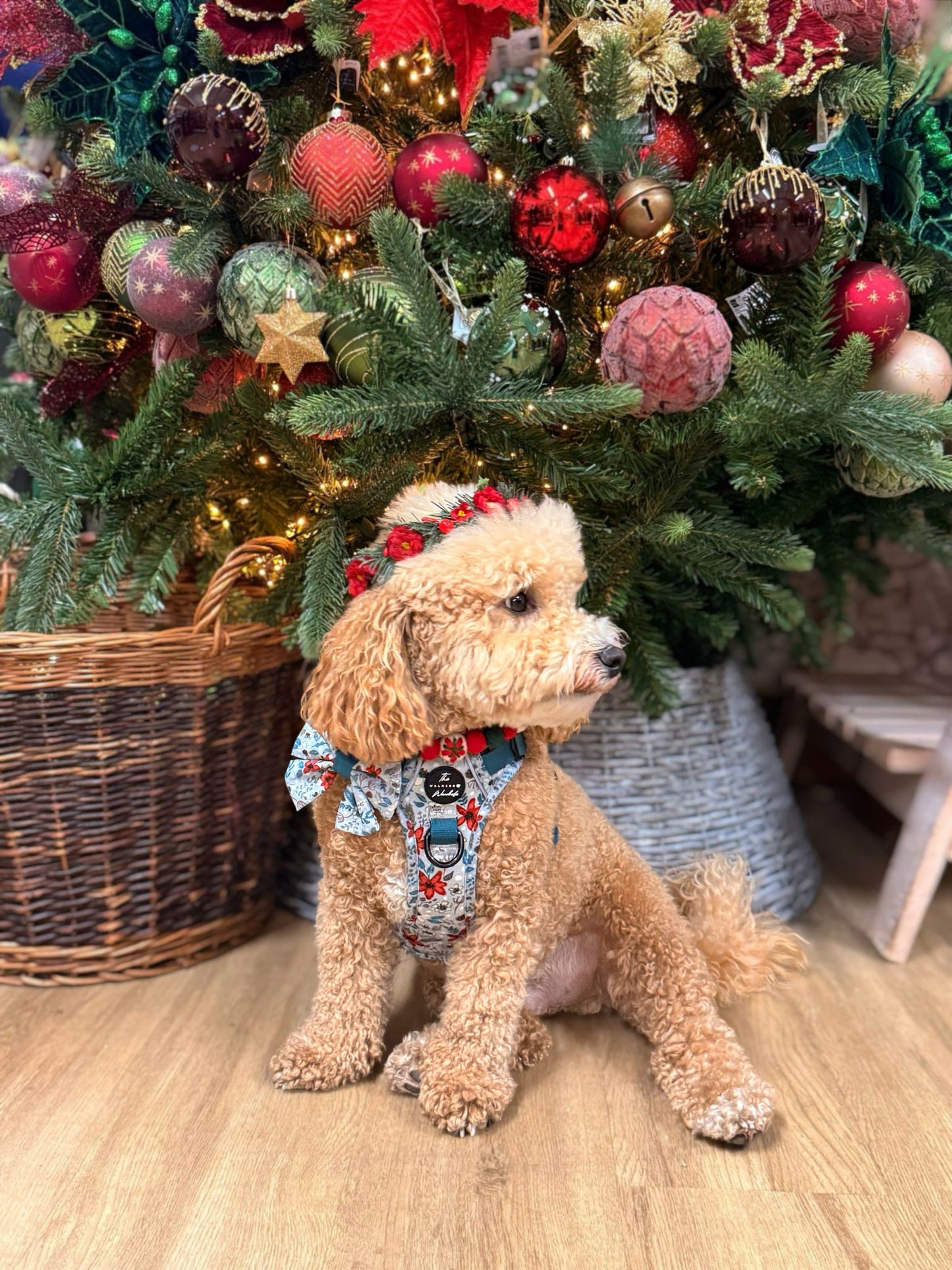 Poinsettia Woods Tough Trekker plushcore Harness