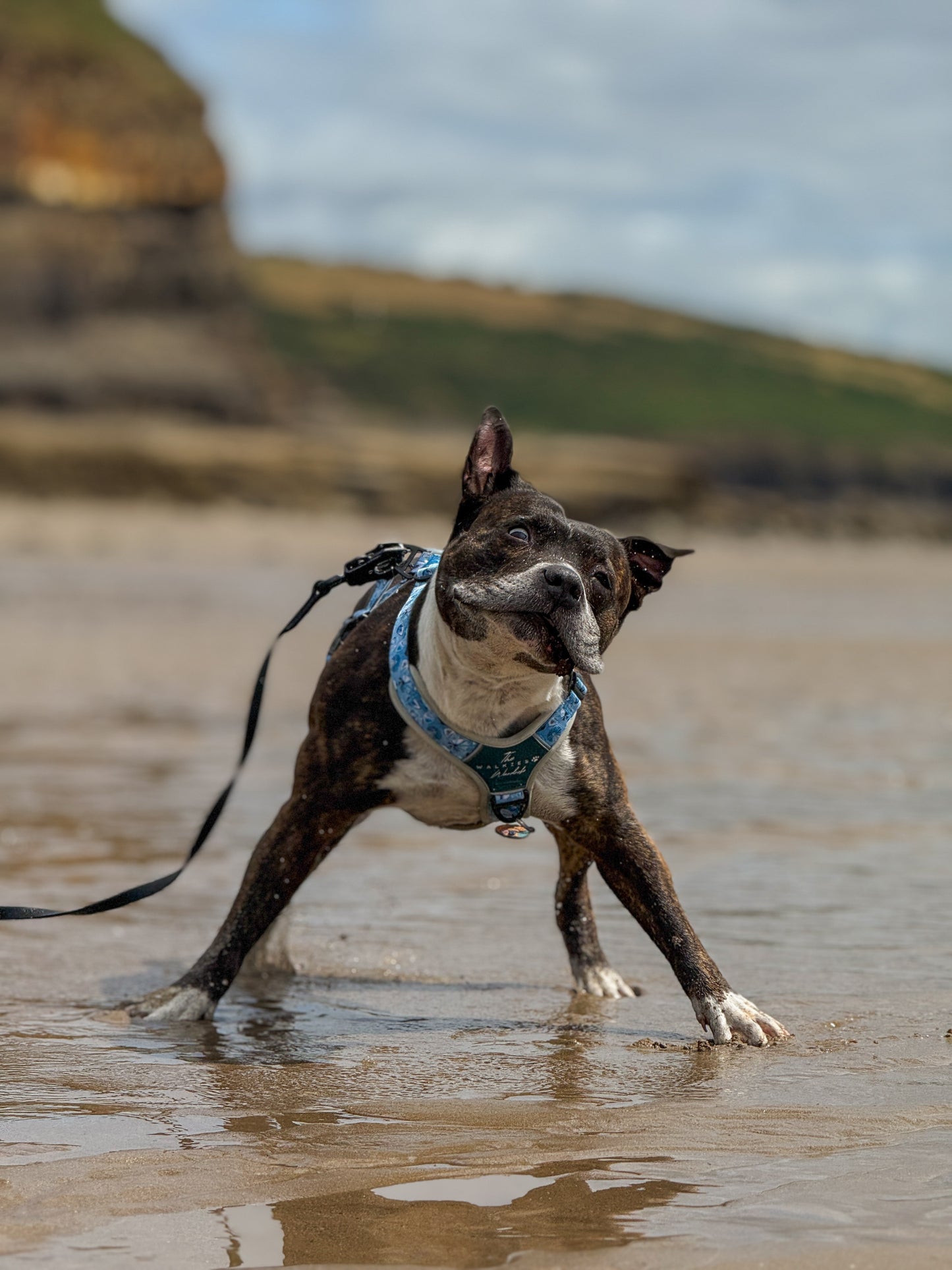 Seashell Symphony Y-Flex Pro ™ harness