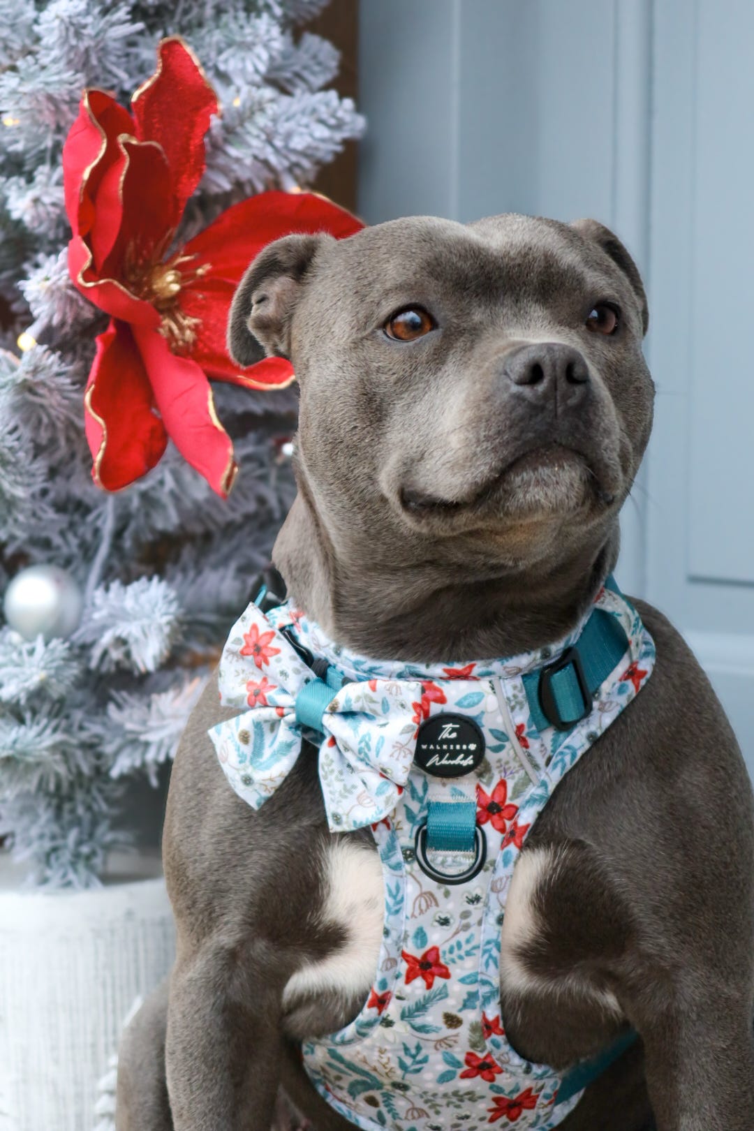 Poinsettia Woods Tough Trekker plushcore Harness