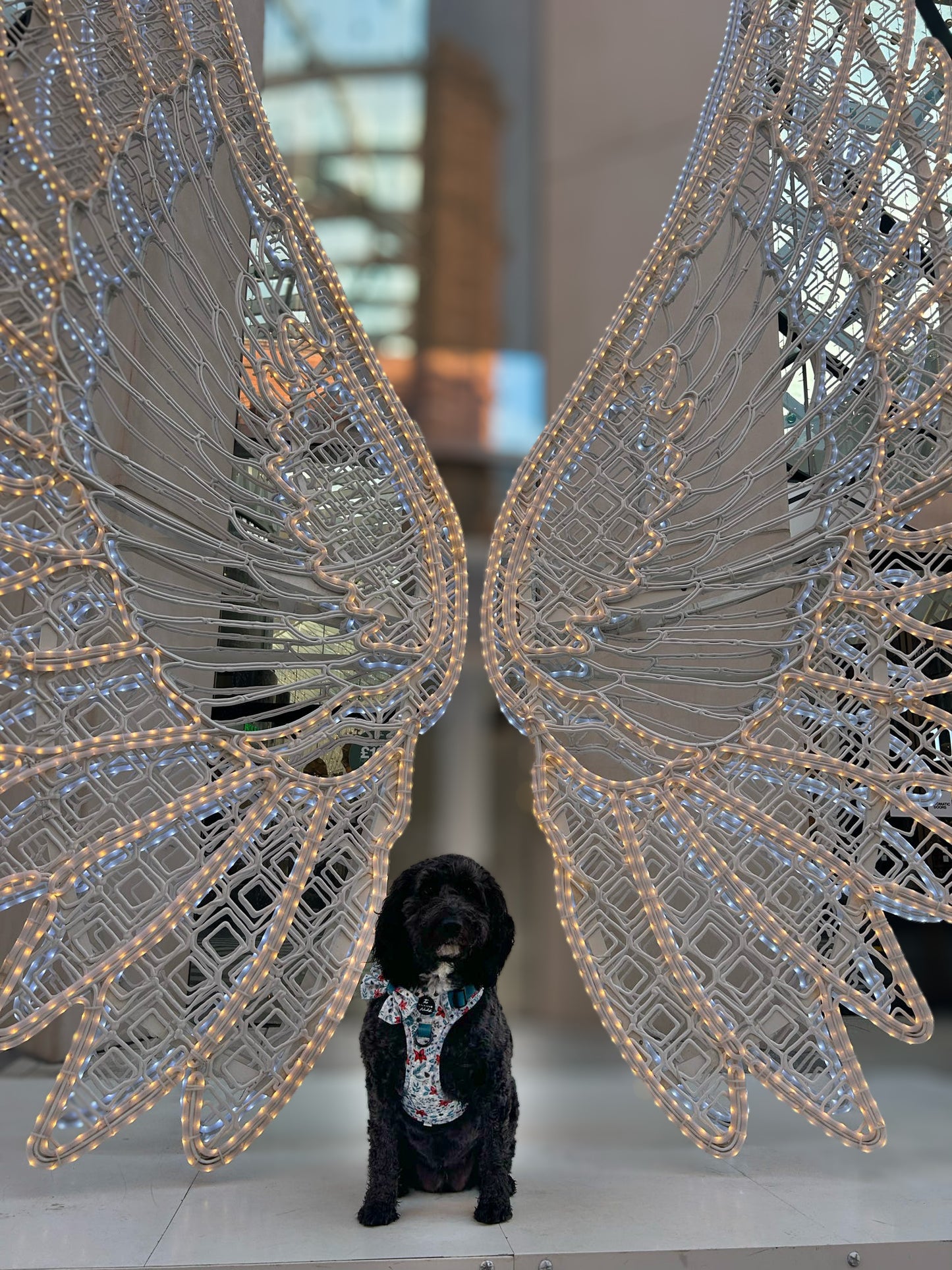 Poinsettia Woods Tough Trekker plushcore Harness