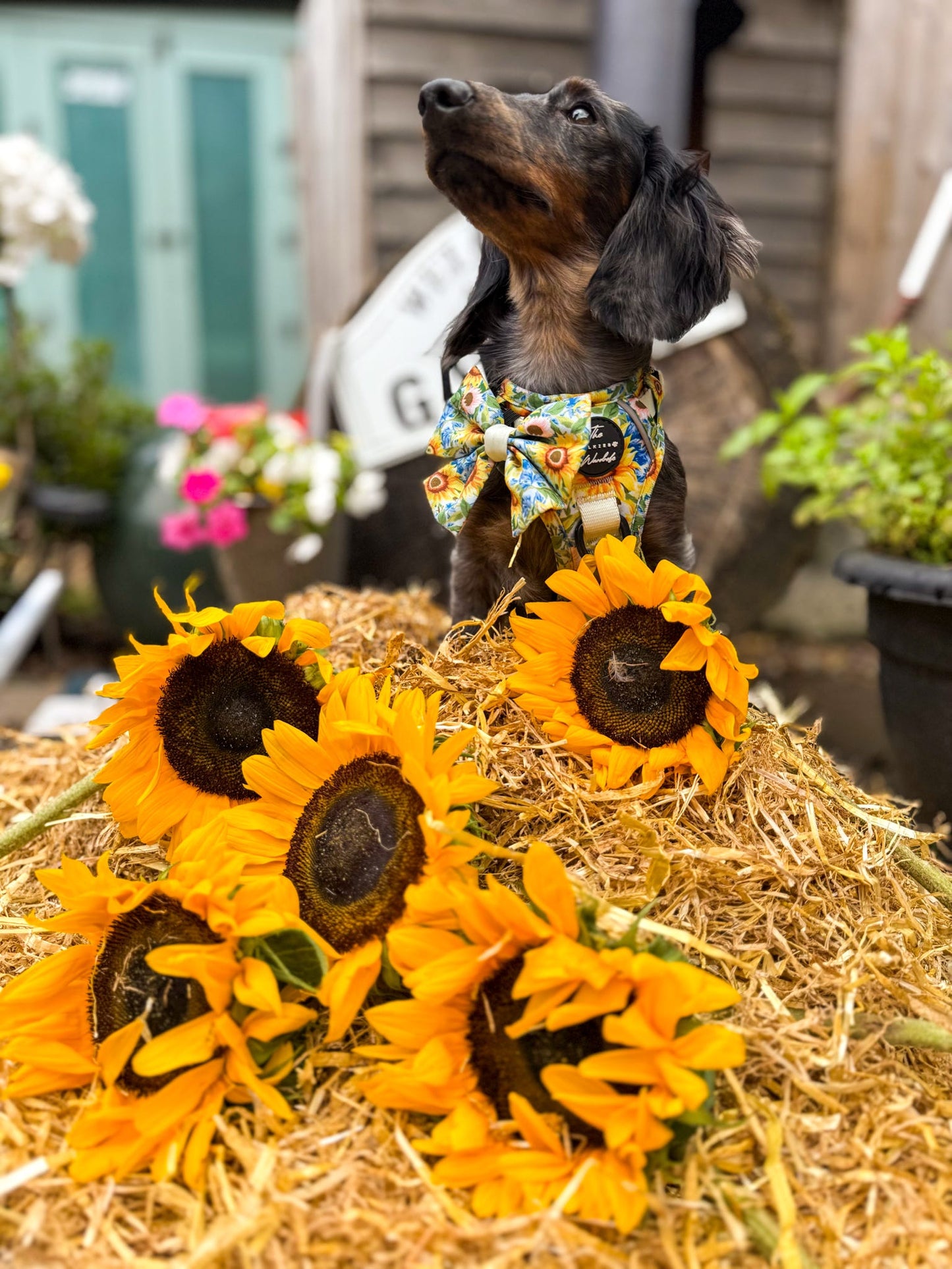 Follow the Sun Tough Trekker plushcore ™ Harness