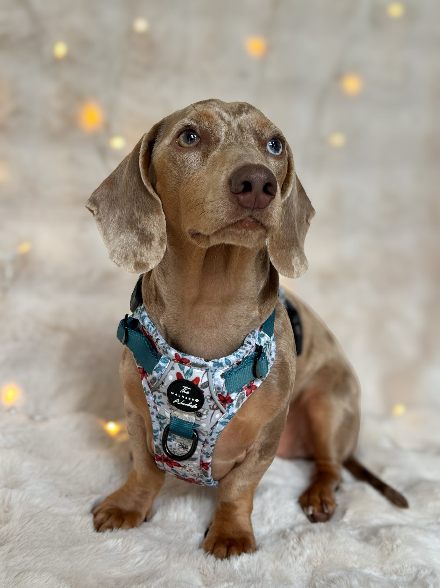 Poinsettia Woods Tough Trekker plushcore Harness