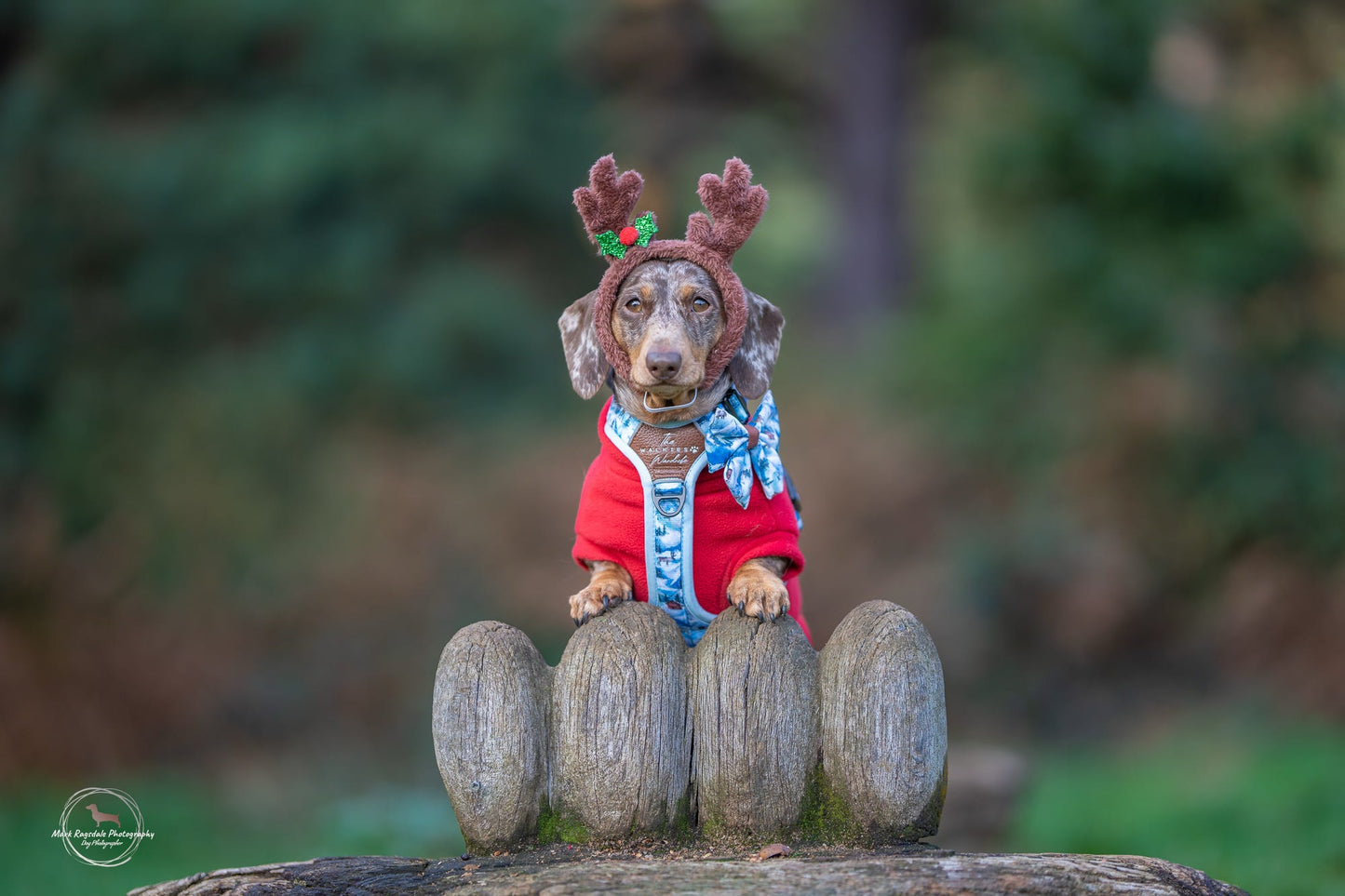 Frosted Peaks Y-Flex Pro harness