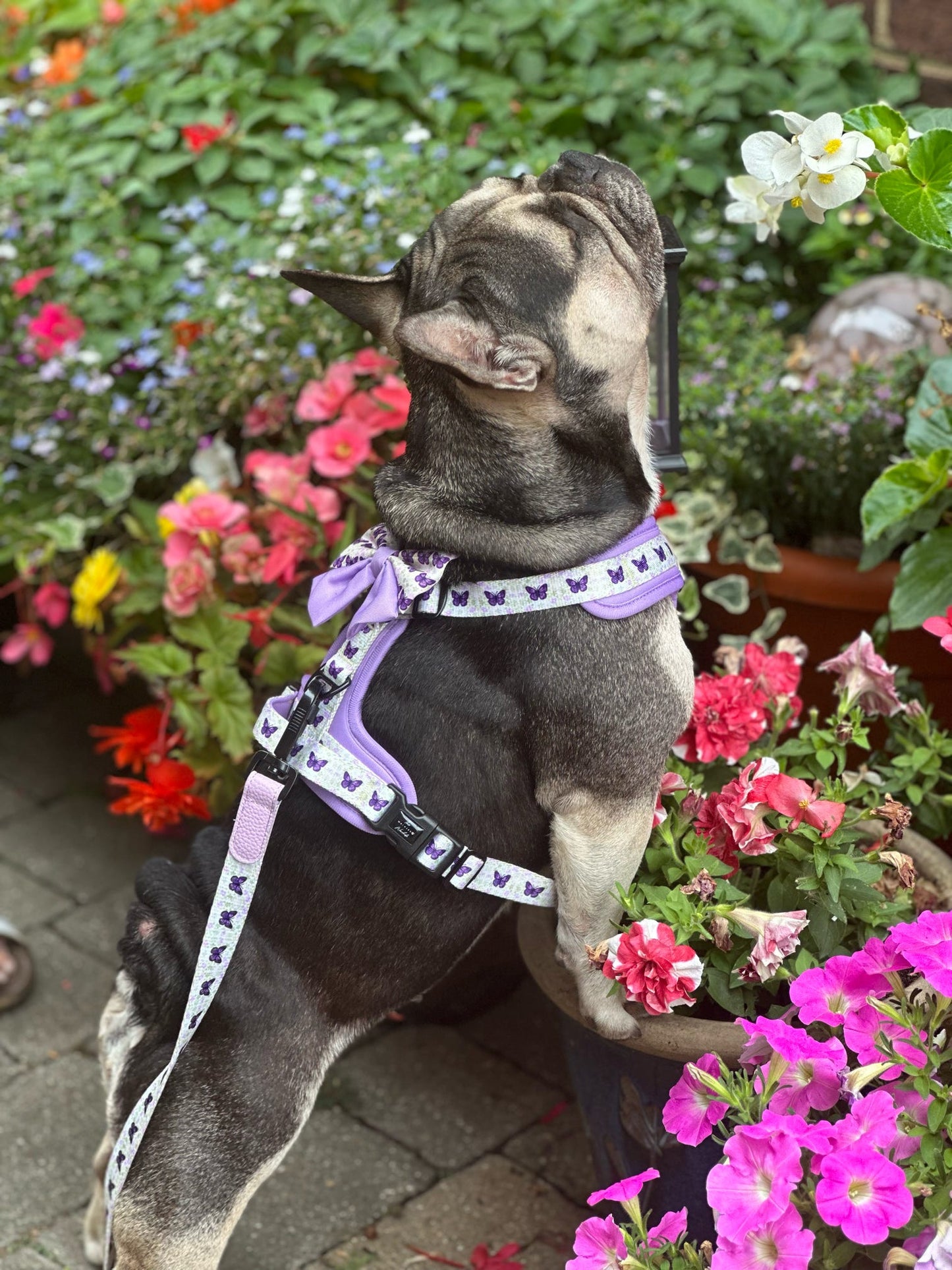 Y-Flex Pro harness- Beautiful Becoming