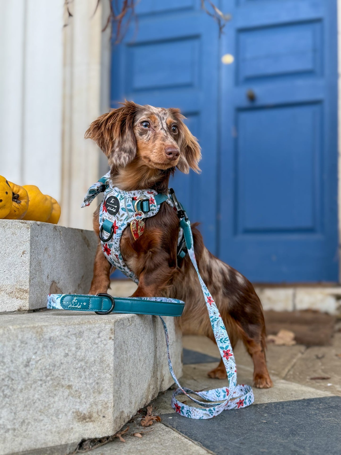 Poinsettia Woods Tough Trekker plushcore Harness