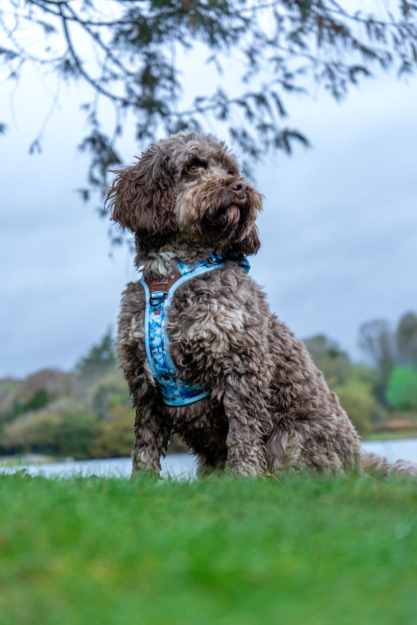 Frosted Peaks Y-Flex Pro harness