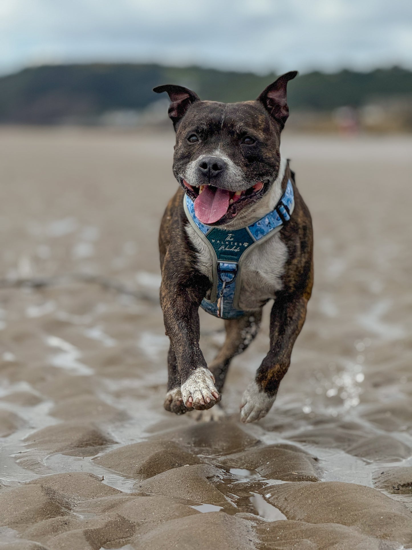 Seashell Symphony Y-Flex Pro ™ harness