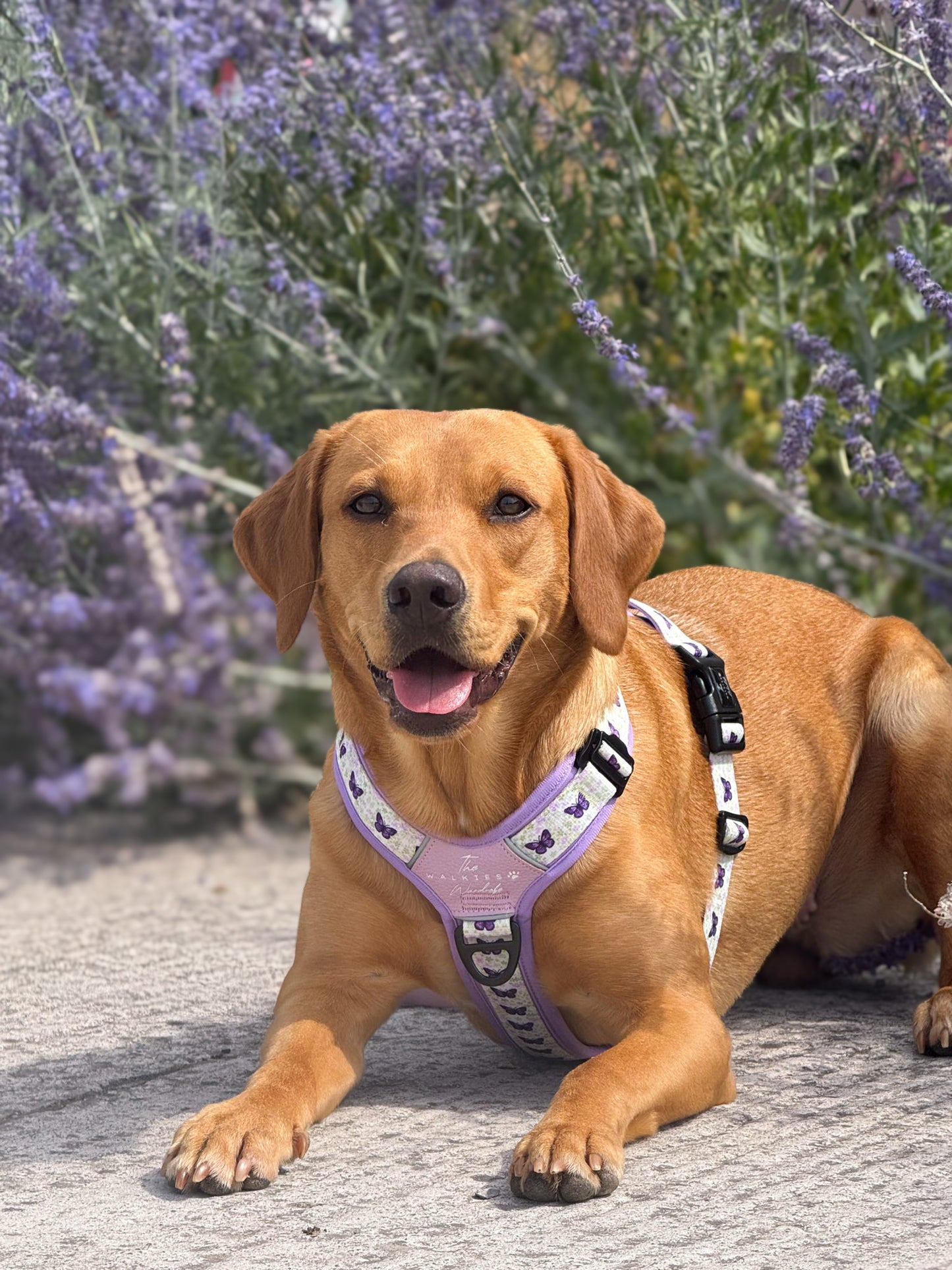 Y-Flex Pro harness- Beautiful Becoming
