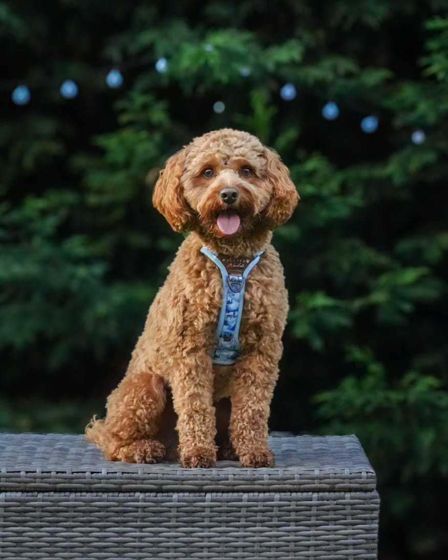 Frosted Peaks Y-Flex Pro harness