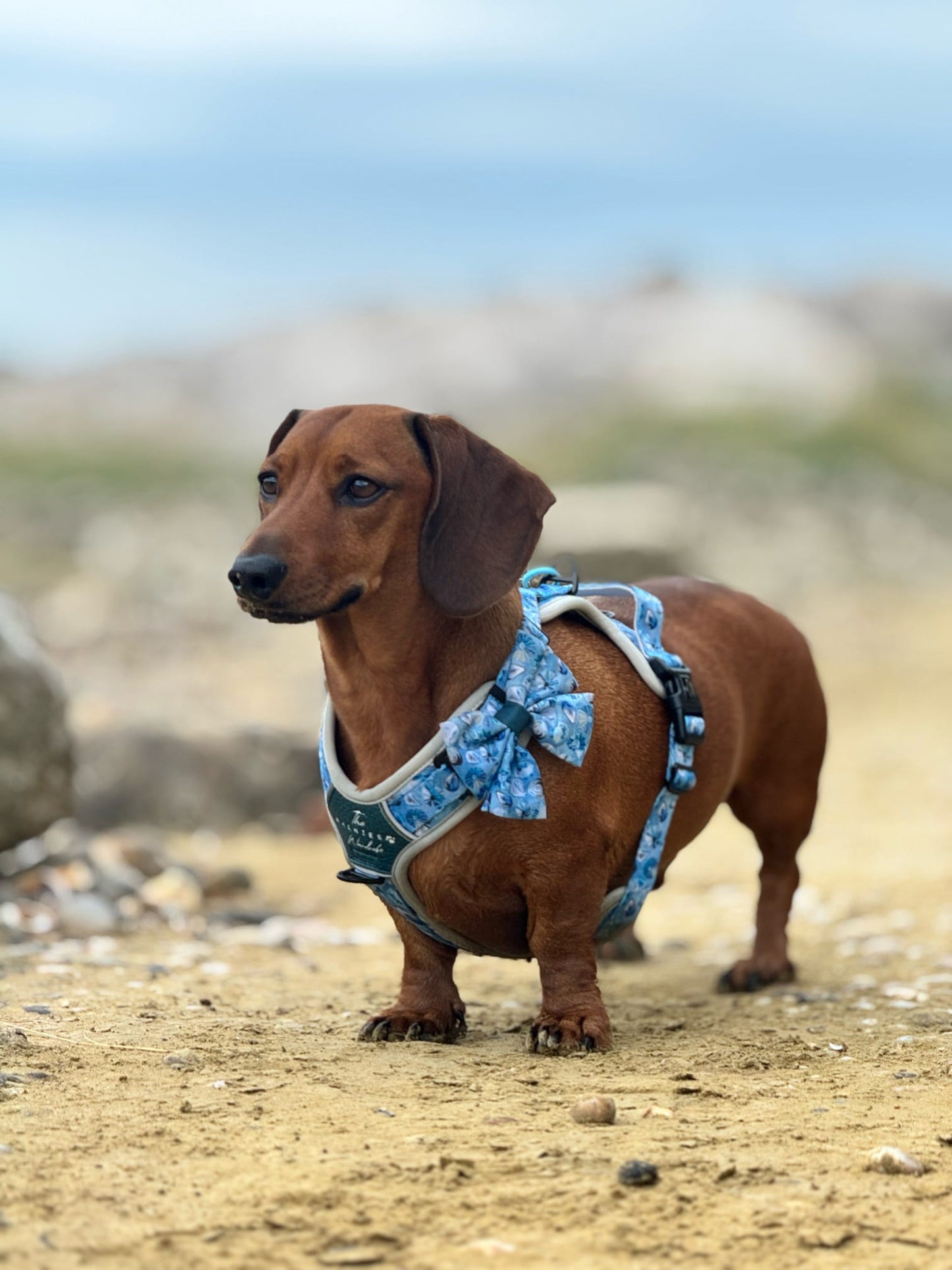 Seashell Symphony Y-Flex Pro ™ harness