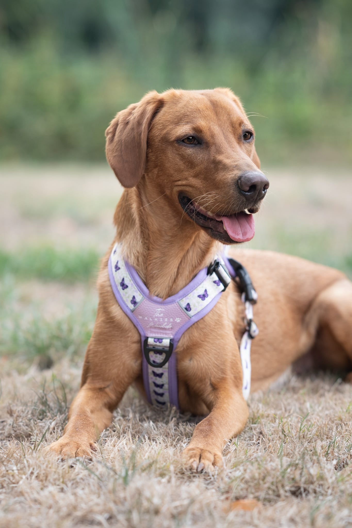 Y-Flex Pro harness- Beautiful Becoming