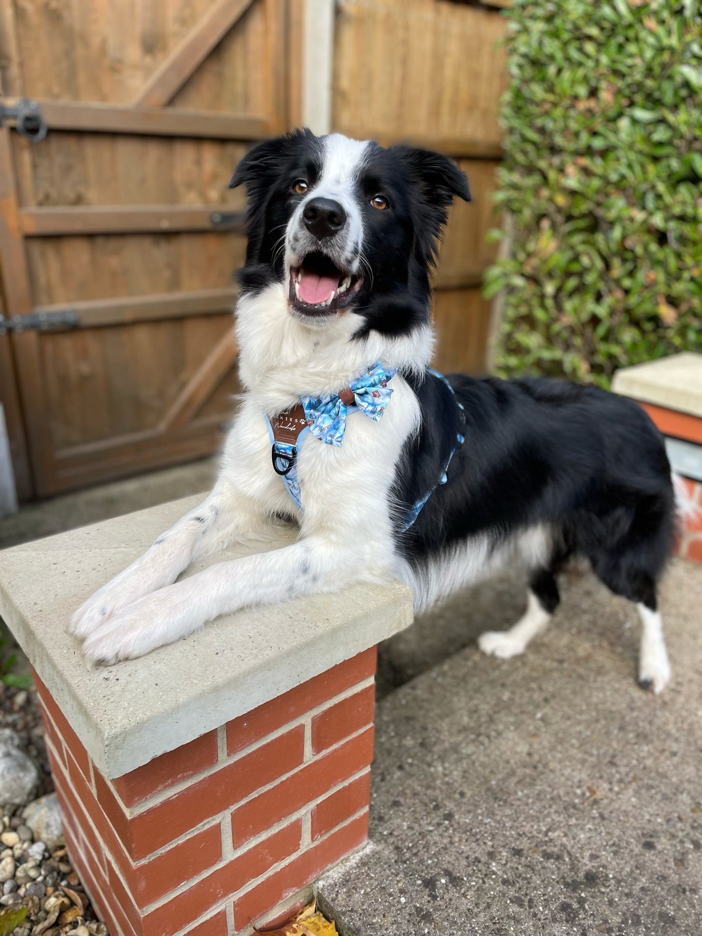 Frosted Peaks Y-Flex Pro harness