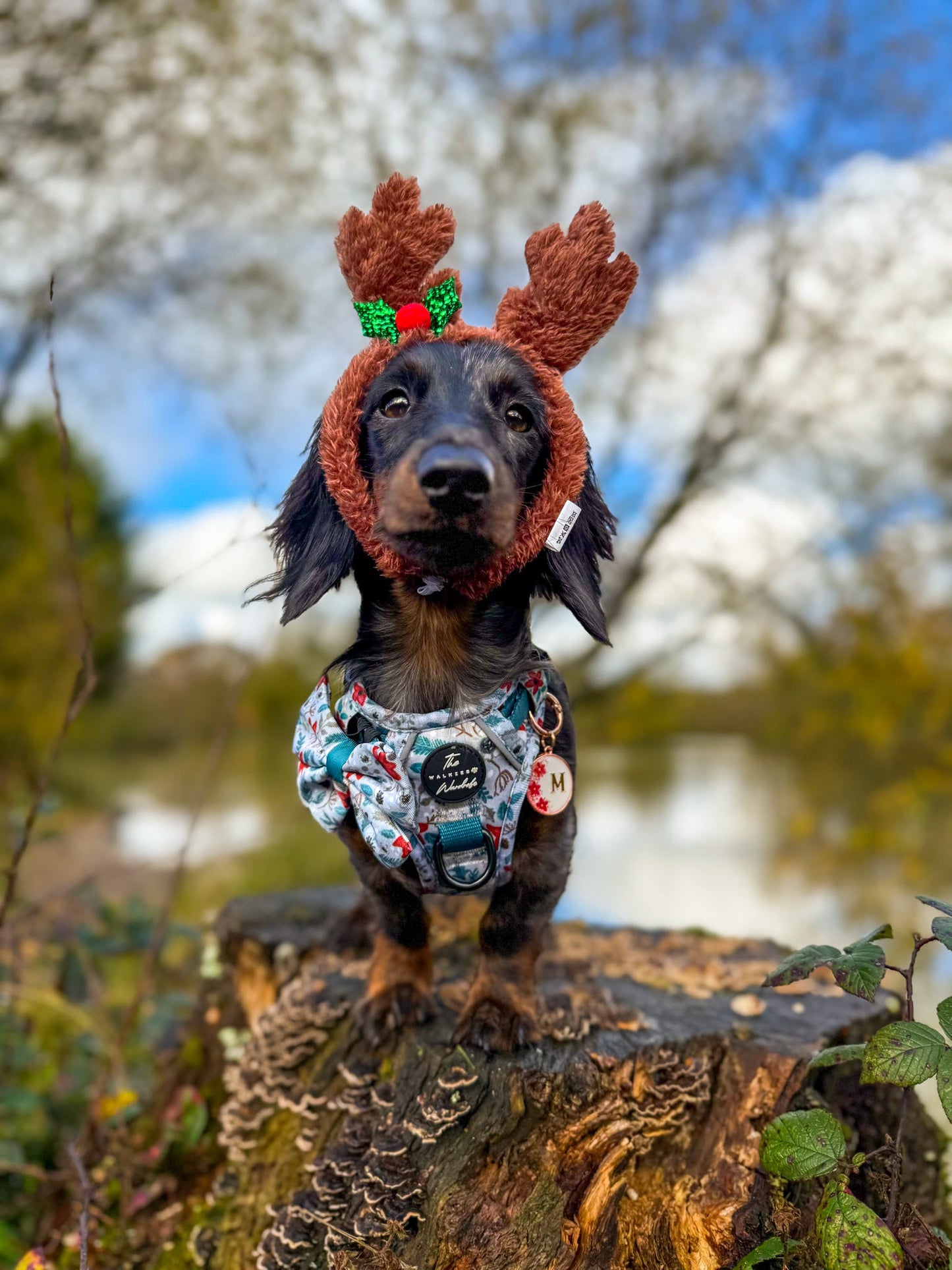 Poinsettia Woods Tough Trekker plushcore Harness