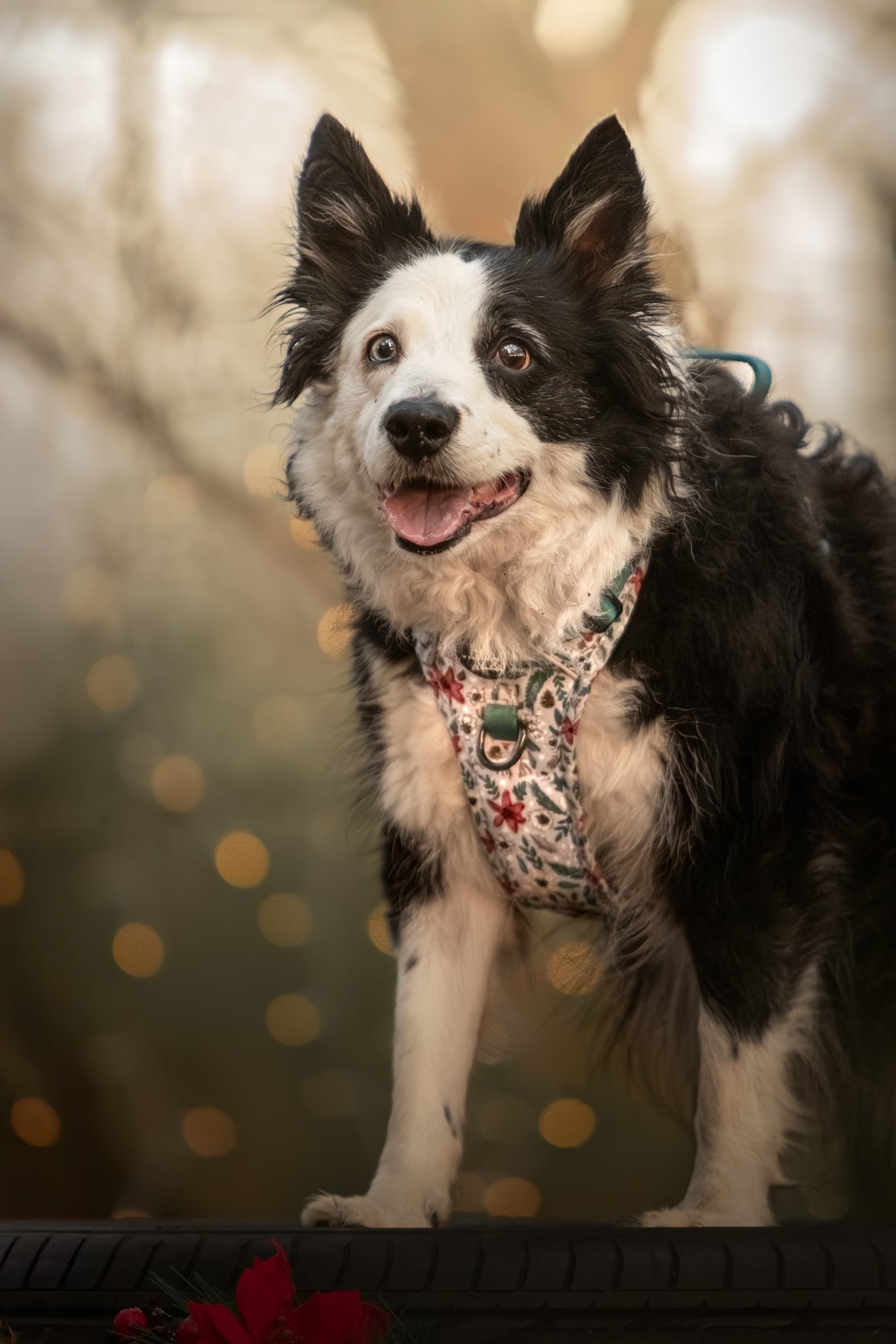 Poinsettia Woods Tough Trekker plushcore Harness