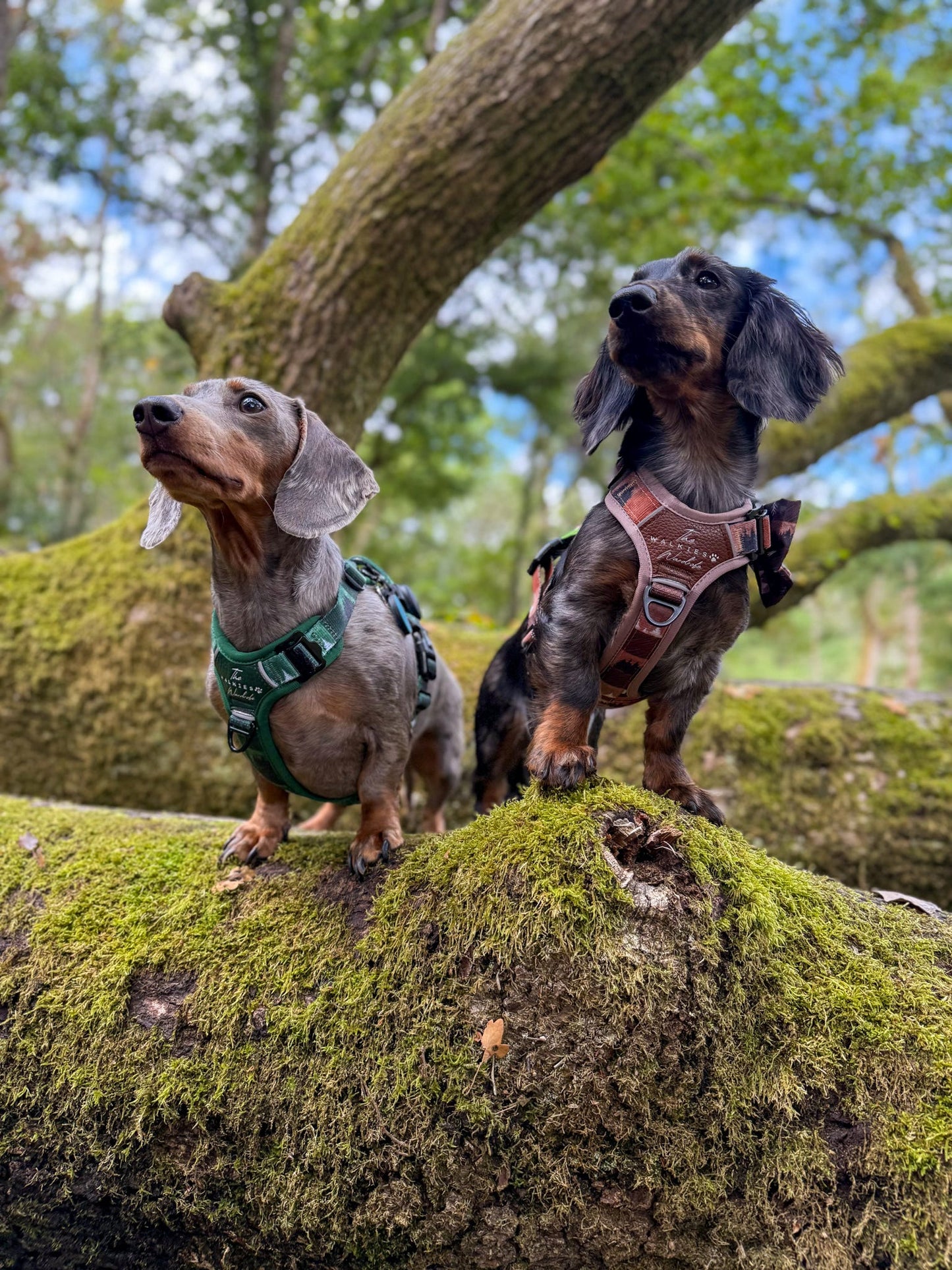 Forest Whispers Y-Flex Pro ™ Harness Chestnut Glade
